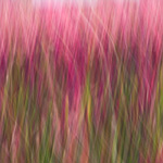 Abstract purple tulips.  Skagit Valley, WA.