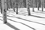 Aspen trunks and shadows on a sunny afternoon after a snow storm.  Steamboat, CO.