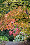 Fall in the Seattle Arboretum.