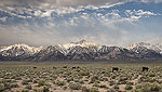 Cows grazing in front of Mt. Williamson and the Eastern Sierra Nevada Mountains.
