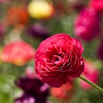 Red Ranunculus at the the flower fields in Carlsbad, CA.